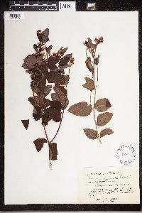 Apocynum androsaemifolium image