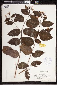 Apocynum androsaemifolium image