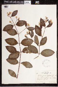 Apocynum androsaemifolium image