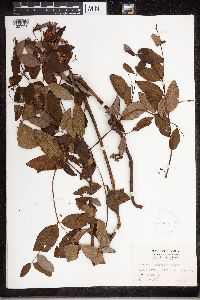 Apocynum androsaemifolium image