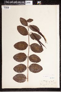 Apocynum androsaemifolium image