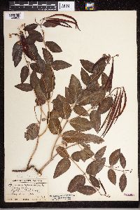 Apocynum androsaemifolium image