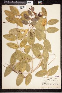 Apocynum androsaemifolium image