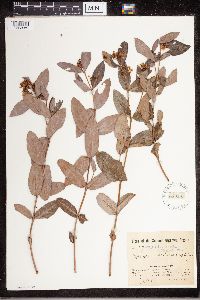 Apocynum androsaemifolium image