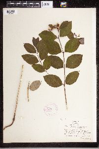 Apocynum androsaemifolium image