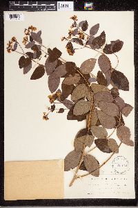 Apocynum androsaemifolium image