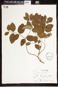 Apocynum androsaemifolium image