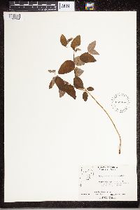 Apocynum androsaemifolium image