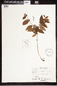 Apocynum androsaemifolium image