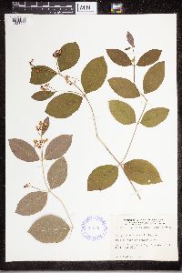 Apocynum androsaemifolium image