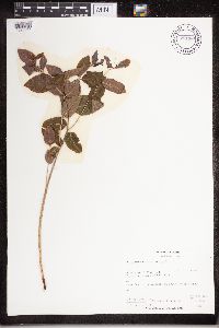 Apocynum androsaemifolium image