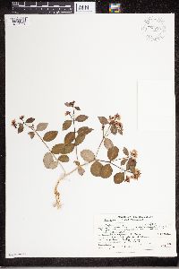 Apocynum androsaemifolium image