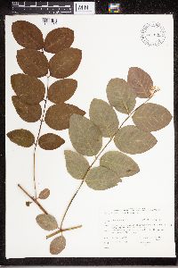 Apocynum androsaemifolium image