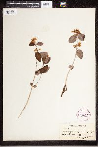 Apocynum androsaemifolium image