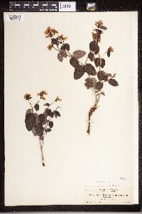 Apocynum androsaemifolium image