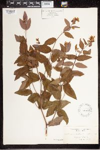 Apocynum androsaemifolium image