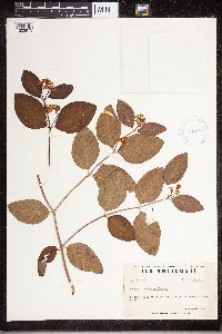 Apocynum androsaemifolium image