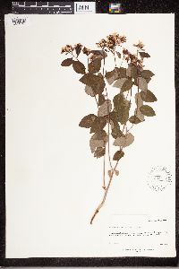 Apocynum androsaemifolium image