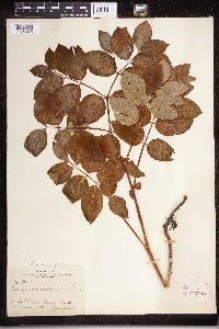 Apocynum androsaemifolium image
