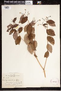 Apocynum androsaemifolium image