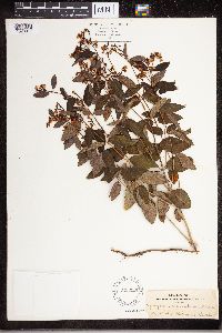 Apocynum androsaemifolium image
