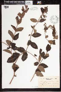 Apocynum androsaemifolium image