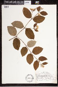 Apocynum androsaemifolium image