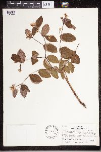 Apocynum androsaemifolium image