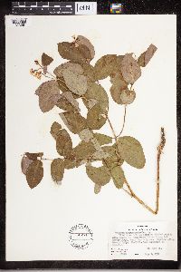 Apocynum androsaemifolium image