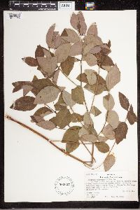 Apocynum androsaemifolium image