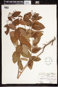 Apocynum androsaemifolium image
