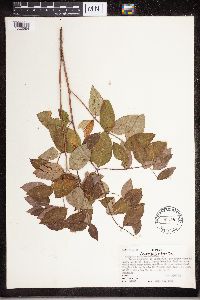 Apocynum androsaemifolium image