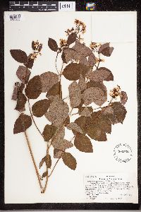 Apocynum androsaemifolium image