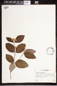 Apocynum androsaemifolium image