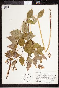 Apocynum androsaemifolium image