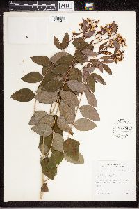 Apocynum androsaemifolium image