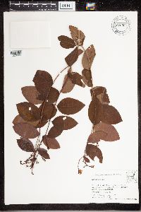 Apocynum androsaemifolium image