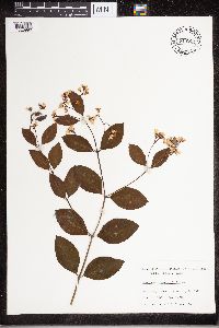 Apocynum androsaemifolium image