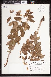 Apocynum androsaemifolium image