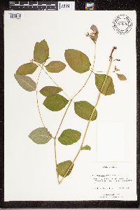 Apocynum androsaemifolium image