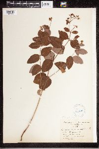 Apocynum androsaemifolium image