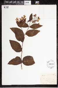 Apocynum androsaemifolium image