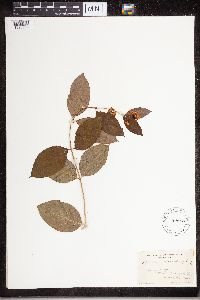 Apocynum androsaemifolium image