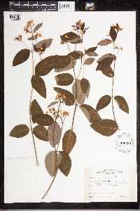 Apocynum androsaemifolium image