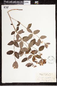 Apocynum androsaemifolium image