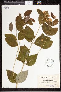 Apocynum androsaemifolium image