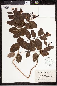 Apocynum androsaemifolium image