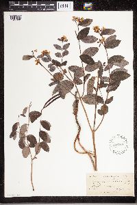 Apocynum androsaemifolium image