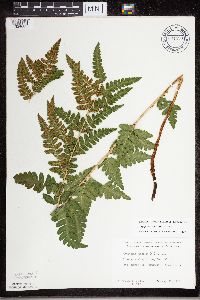 Dryopteris cristata image