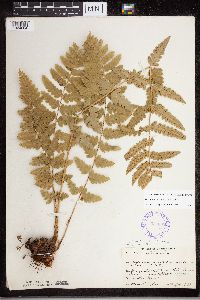 Dryopteris cristata image